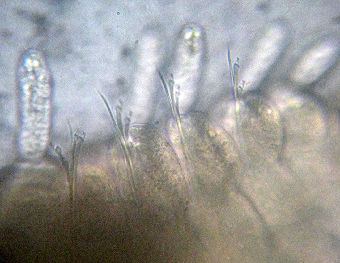 Anellidi policheti quasi microscopici